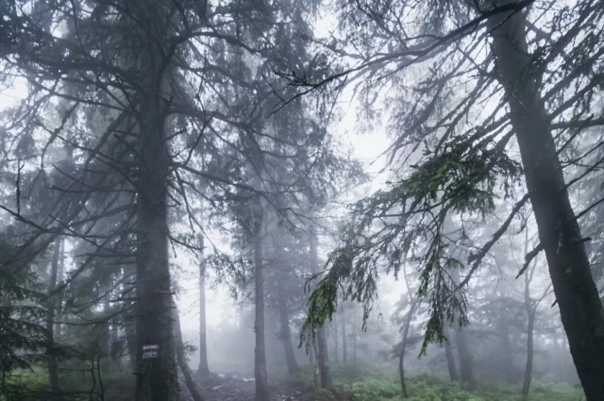    В Якутии завершили поиски двух женщин, заблудившихся во время сбора грибов