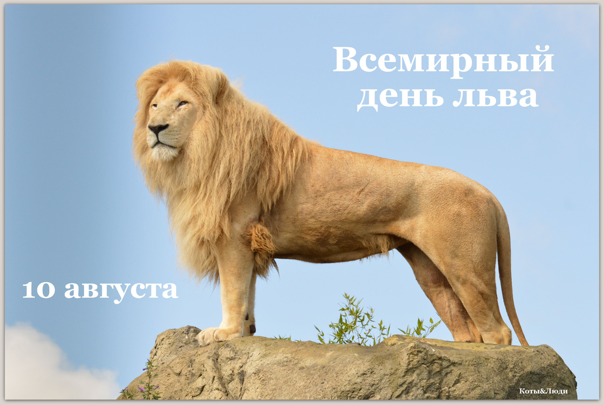 Коллаж автора. Использовано фото: https://wallhere.com/en/wallpaper/1226709