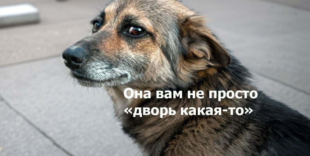 Процветающий тип собак, потеснивший все породы. Как дворняжкам это удалось?