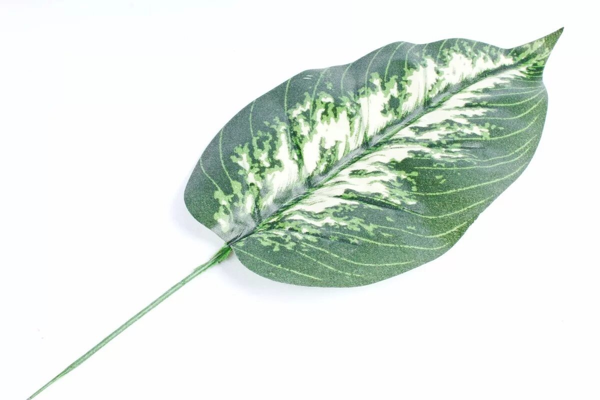 Лист диффенбахии.