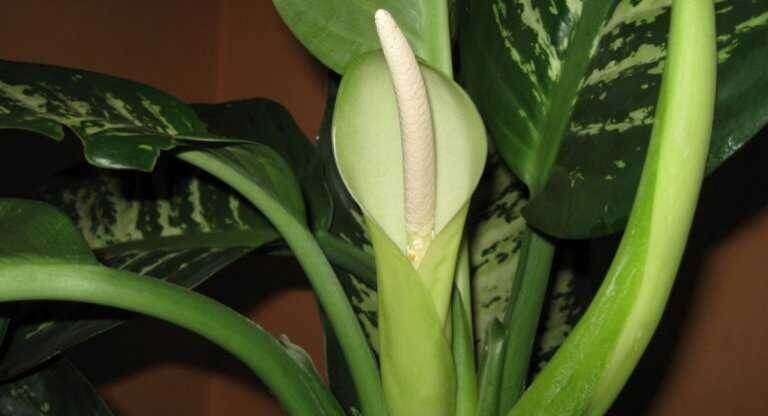 Цветок диффенбахии.