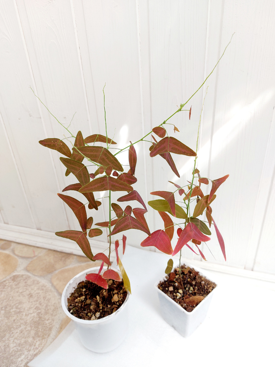 Кристия Красное крыло бабочки, или летучая мышь Cristia vespertilionis Red Butterfly Wing