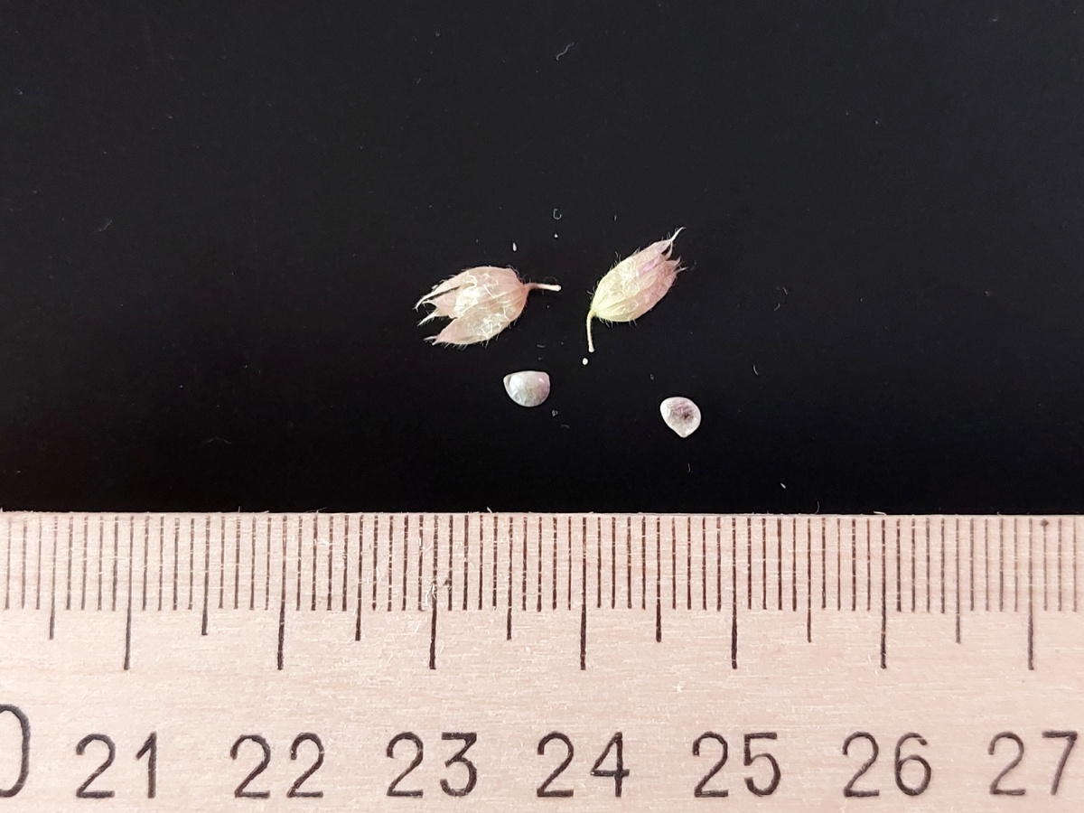 Плоды и семена кристии