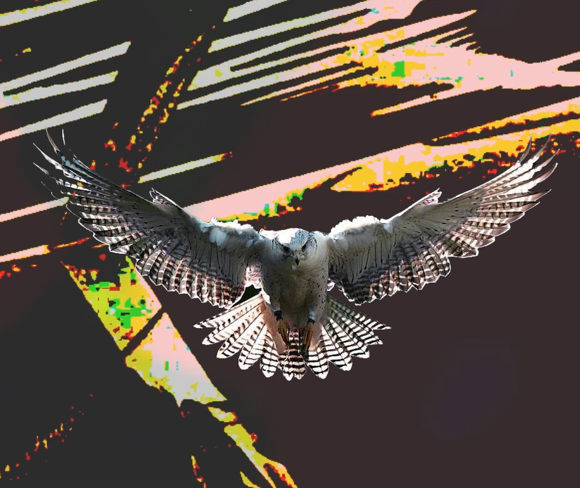 Бклый сокол