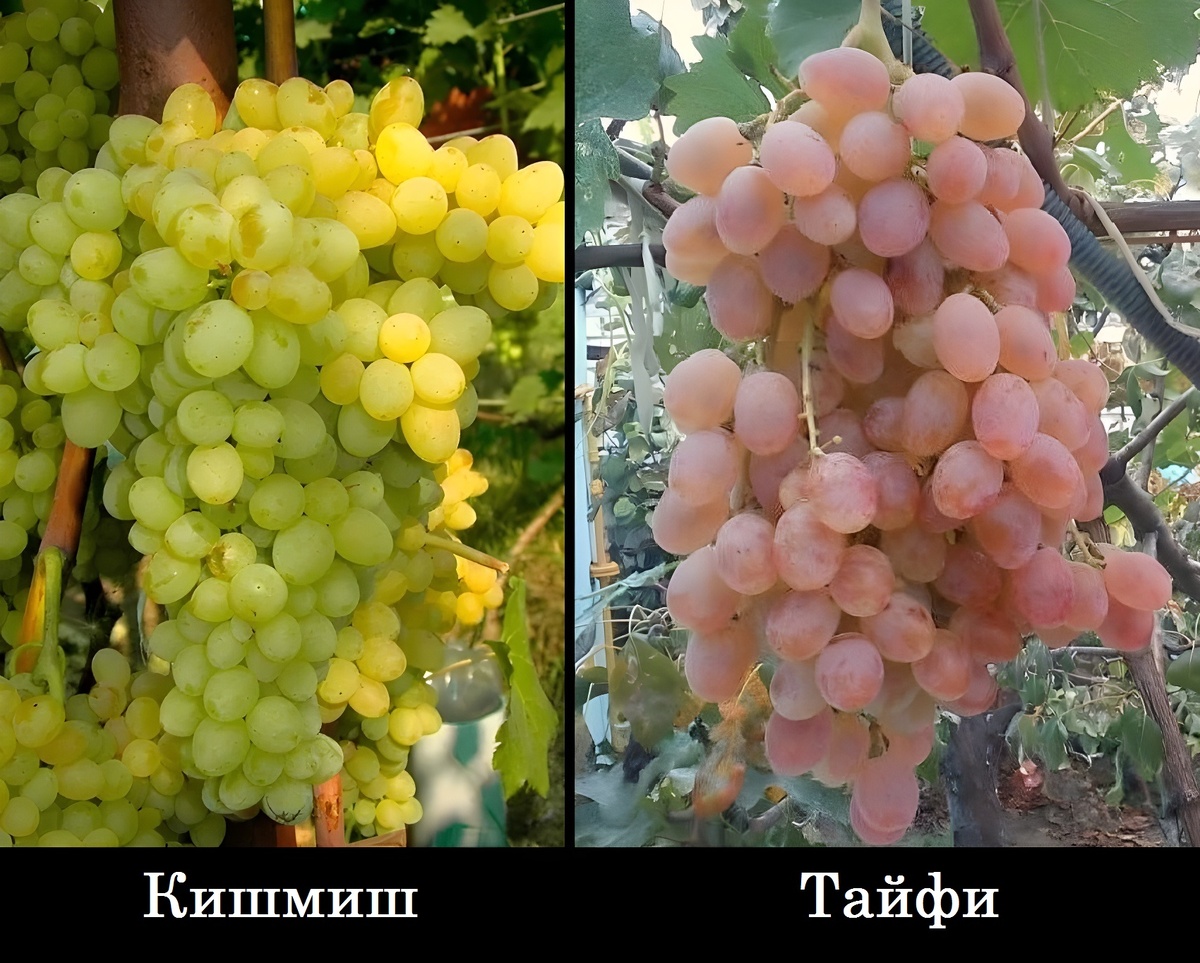 Примеры столовых сортов винограда