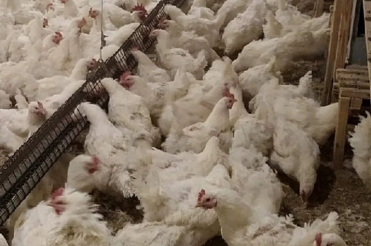    Нарушения нашли на птицефабрике в Камышловском районе