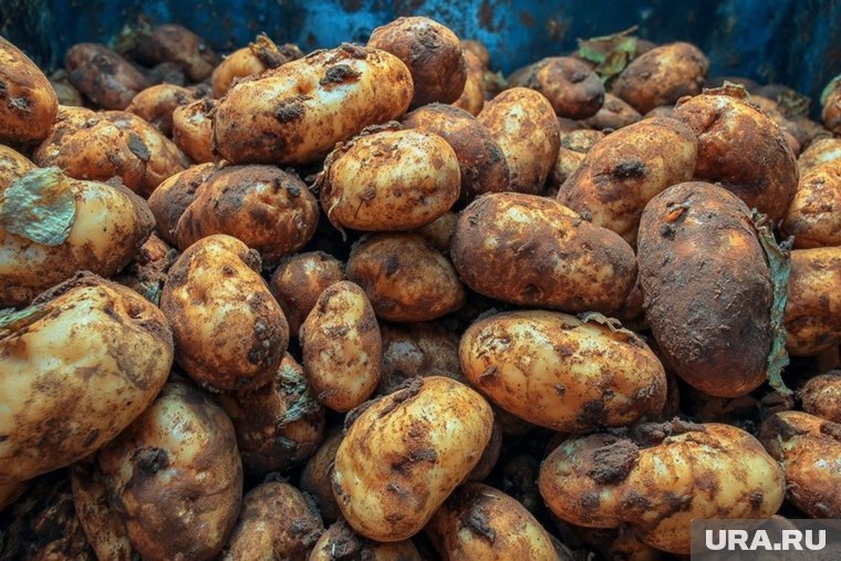 Как не допустить гниения картошки из-за дождей: советы опытного садовода