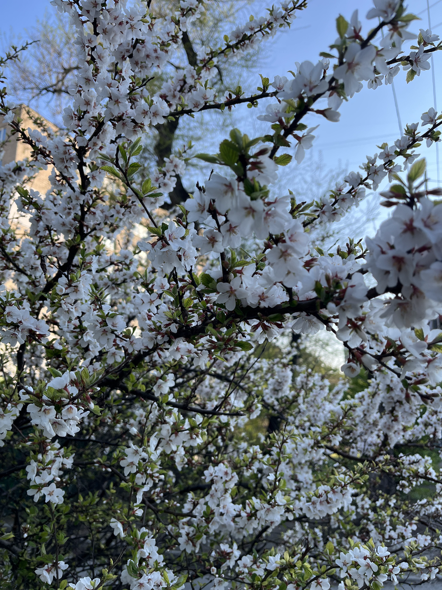 Цветение вишни