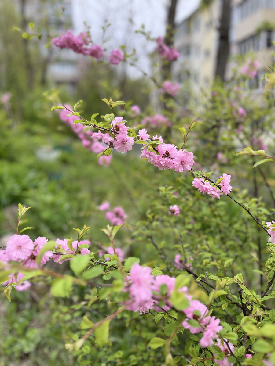 Неизвестный мне куст, но цветет красиво