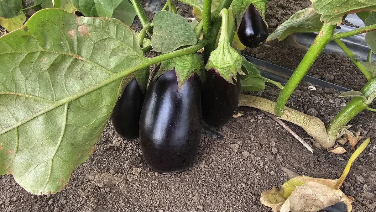 Цены на рынке Великие Копани: 10.08.2025г. Copany Market Premium