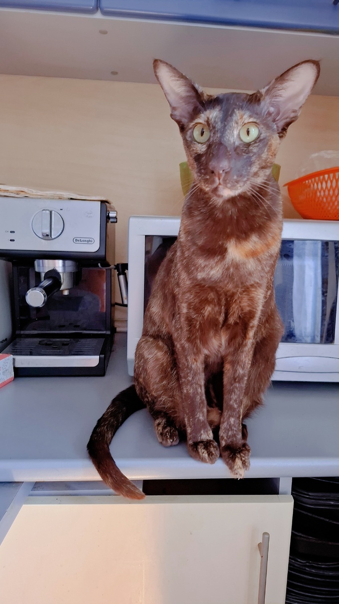 Генриху Шлиману тоже никто не верил, мамуль! А он Трою откопал!