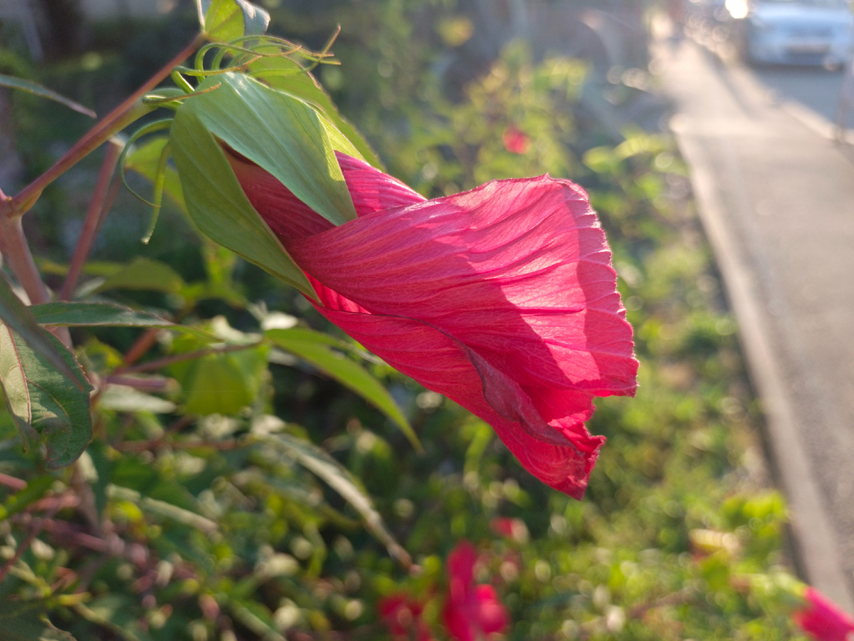 Адлер, Гибискус травянистый, август 2025 года