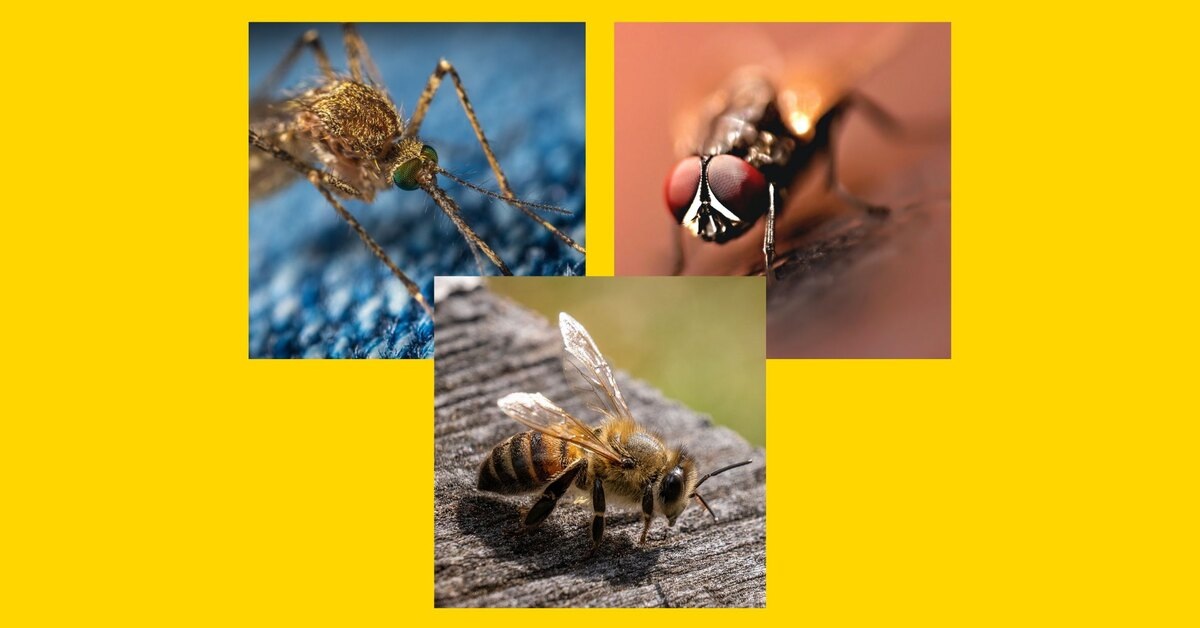 Статья для читателя, который любит практичные советы и доверяет проверенной информации. Ниже — обзор самых опасных насекомых России, их особенности, где чаще встречаются и что делать, если вы с ними столкнулись. Присутствуют заметки о клещах (не насекомые) как важной сопутствующей угрозе, чтобы вы получили целостную картину безопасности на природе и в городе.