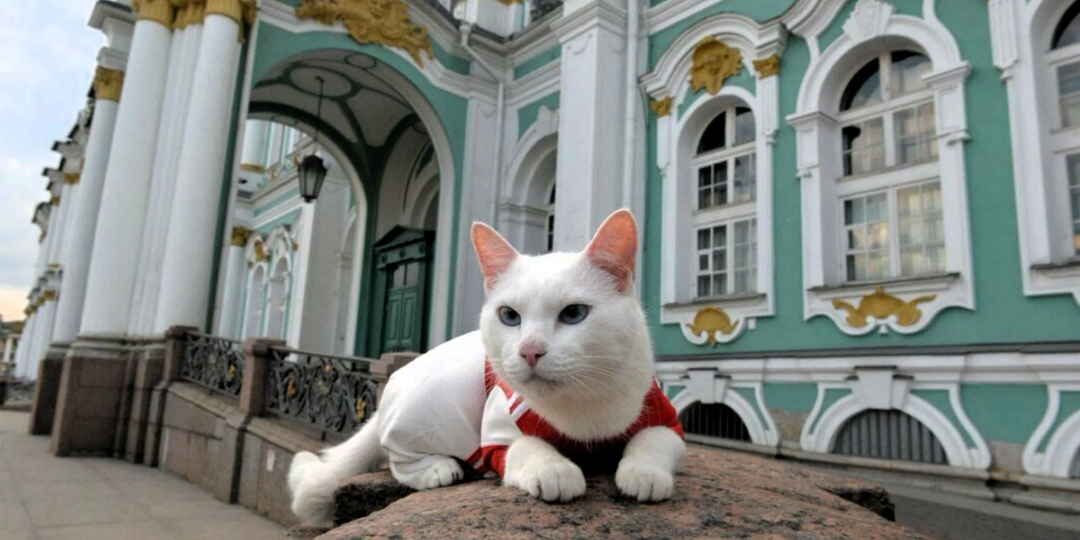 Международный день кошек, история, традиции, факты.