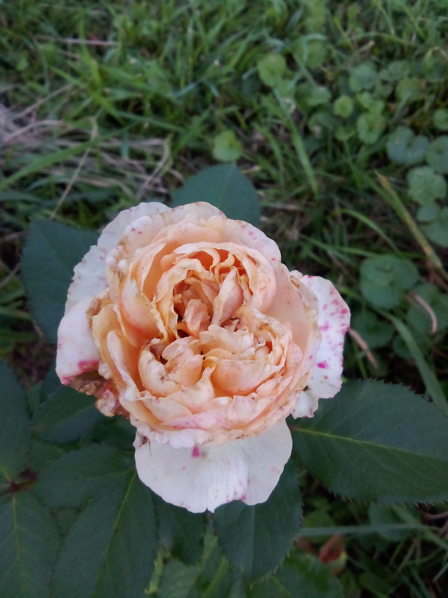 В статье все фото авторские. Женевьев Орси