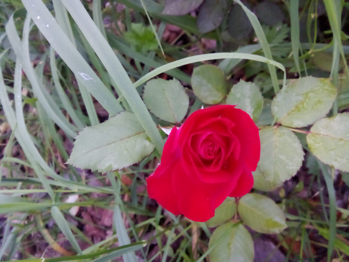 Нина Вейбулл