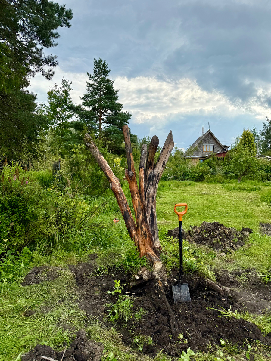 Обкопанная по кругу яблоня