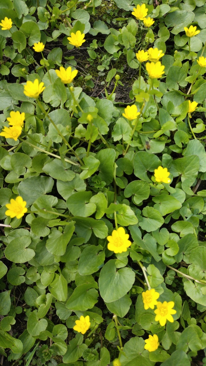 Чистяк весенний в середине апреля 