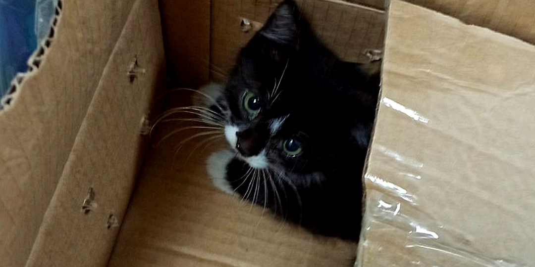 Найдены на мусорке, выращены с любовью. Домашние кошки "до" и "после" того, как встретили своего человека