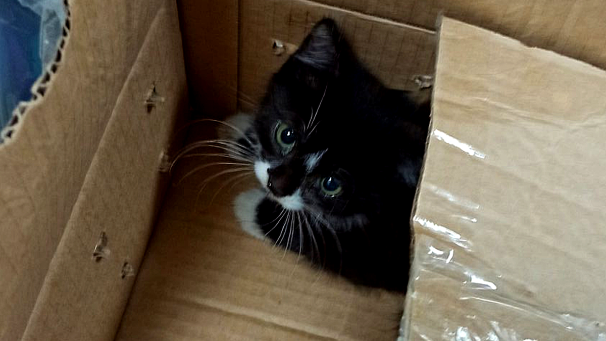 Сколько их таких - бездомных, безродных, выброшенных на улицу...