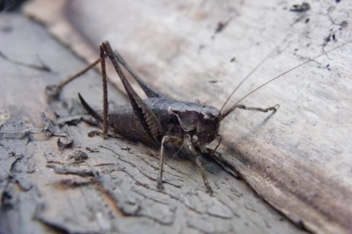    Это не саранча.