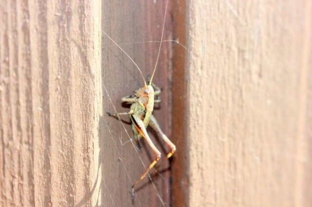    Скачок Резеля. Фото: АиФ в Туле/ Юлия Богомолова