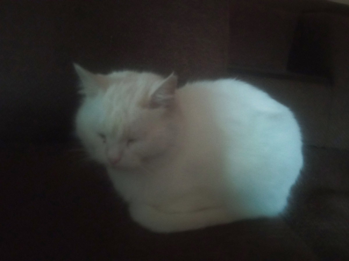 Как такой комочек шерсти может издавать звук сирены ГО?