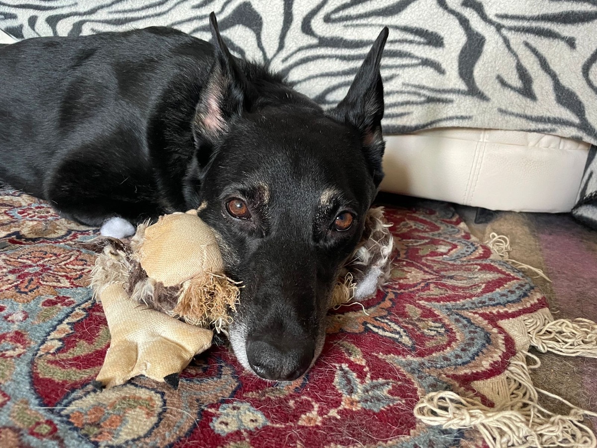 Как раз с той самой игрушкой. Тут я уже с ней успел немного поиграть 😁