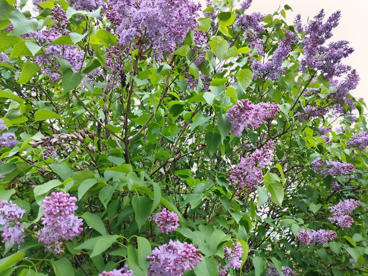 Фото автора.