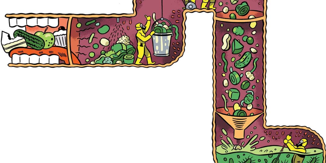 Каковы истинные признаки здорового кишечника? Руководство пользователя