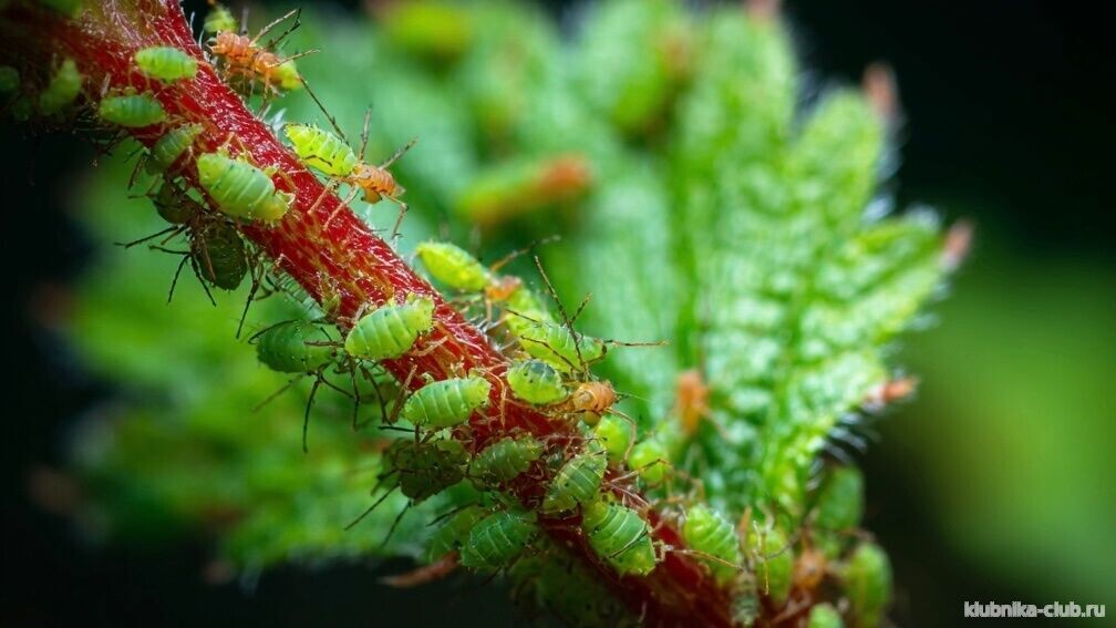 Тля на клубнике