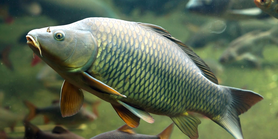 Как поймать карпа?