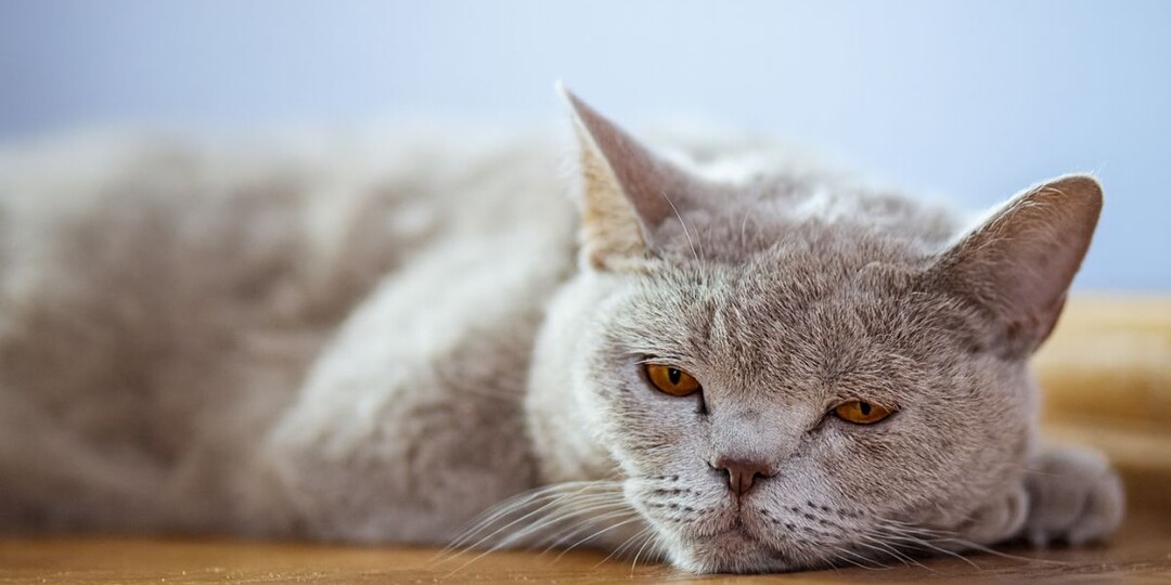 Последние месяцы жизни кошки при почечной недостаточности: как понять, что конец близок