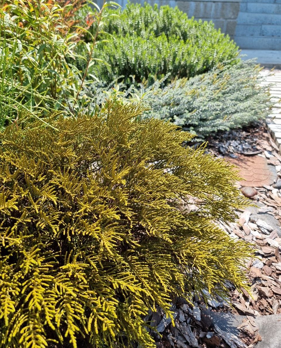 Hebe ochracea. Анапа.