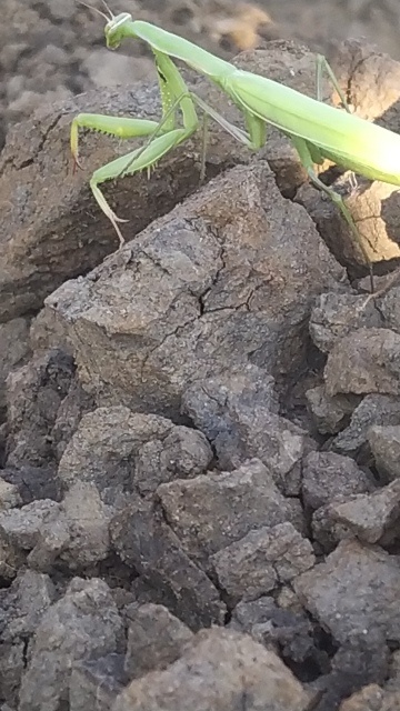 Крупным планом