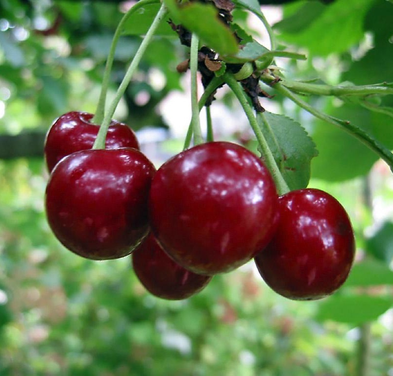 Варенье из вишни - что может быть вкуснее? Фото из Интернета