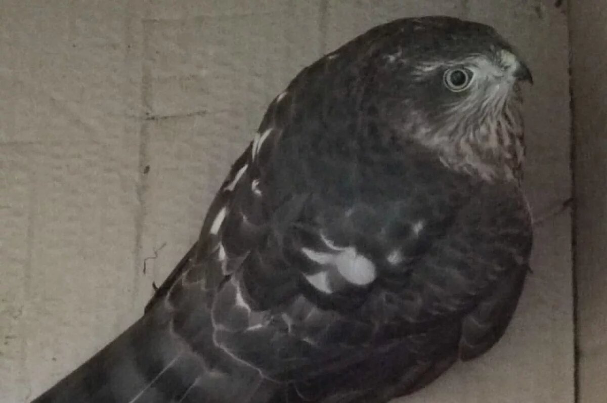    В Твери волонтеры спасают ястреба с травмированным крылом