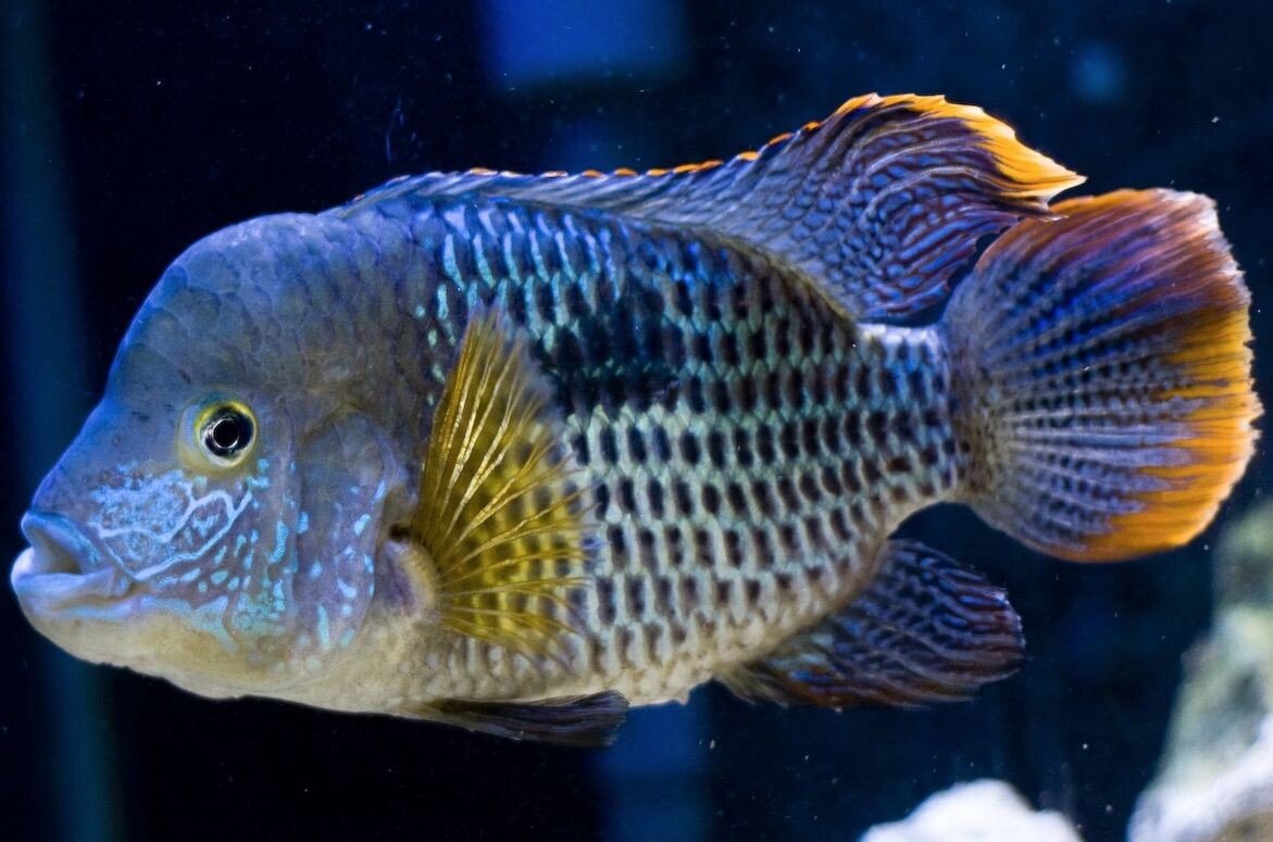 Фото: catfishes.ru 