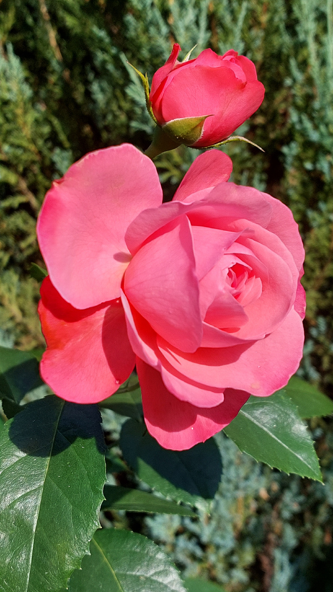 Самая розовая из всех розовых. Розанна. Шраб