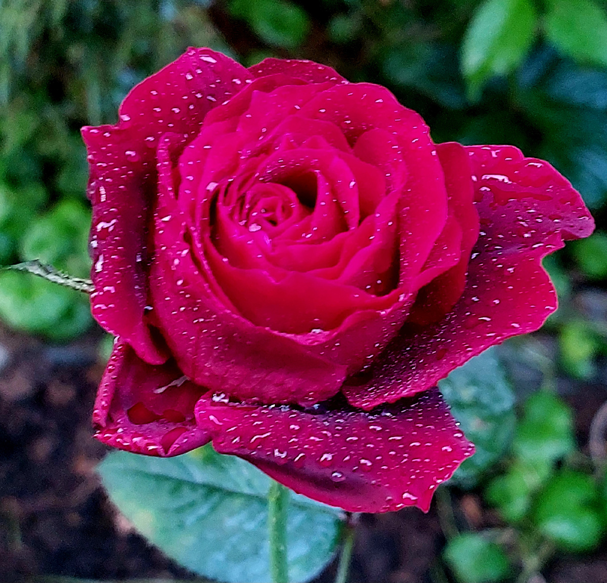 Магия Нера. Ч/г роза