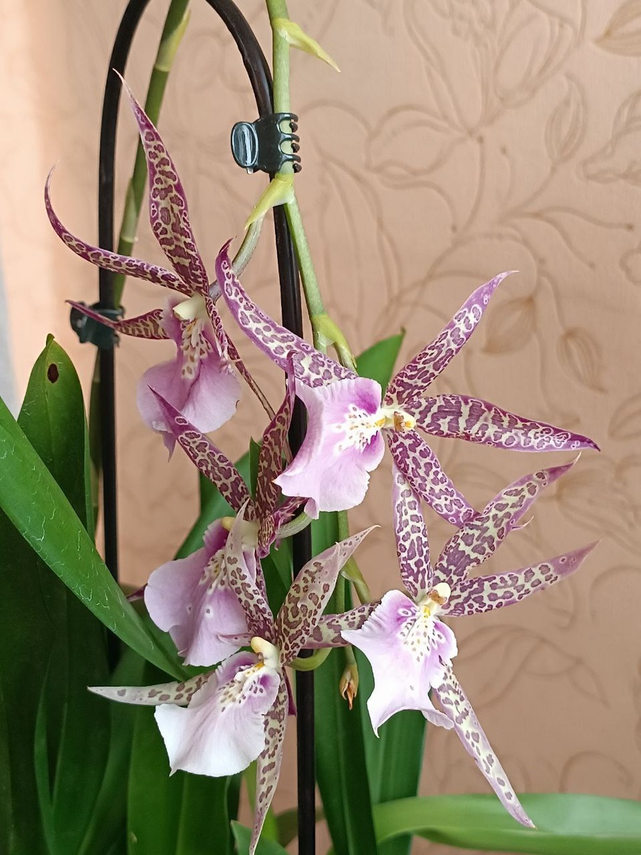 Брассия. Магазинное цветение, лето 2025