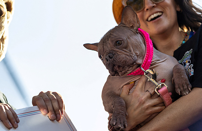    Собака по кличке Петуния.REUTERS/Carlos Barria