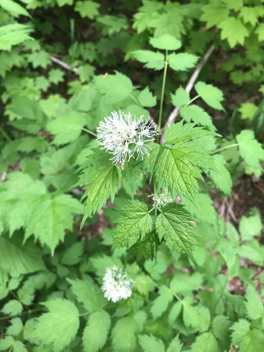 с сайта https://www.picturethisai.com/ru/wiki/Actaea_spicata.html