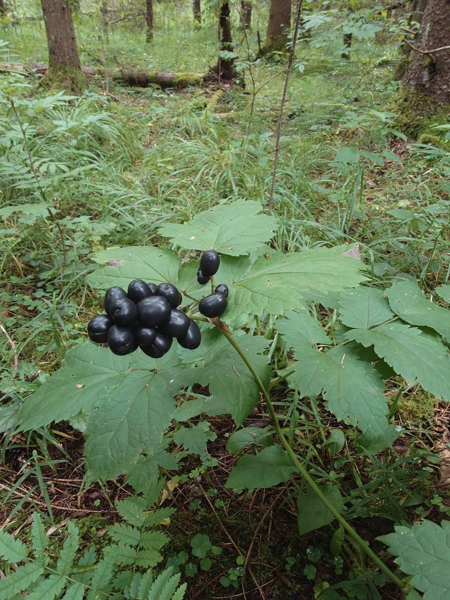 из личного фотоальбома