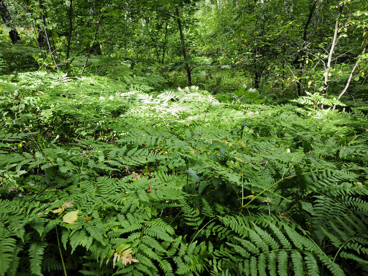 Здесь были лисички. Были...