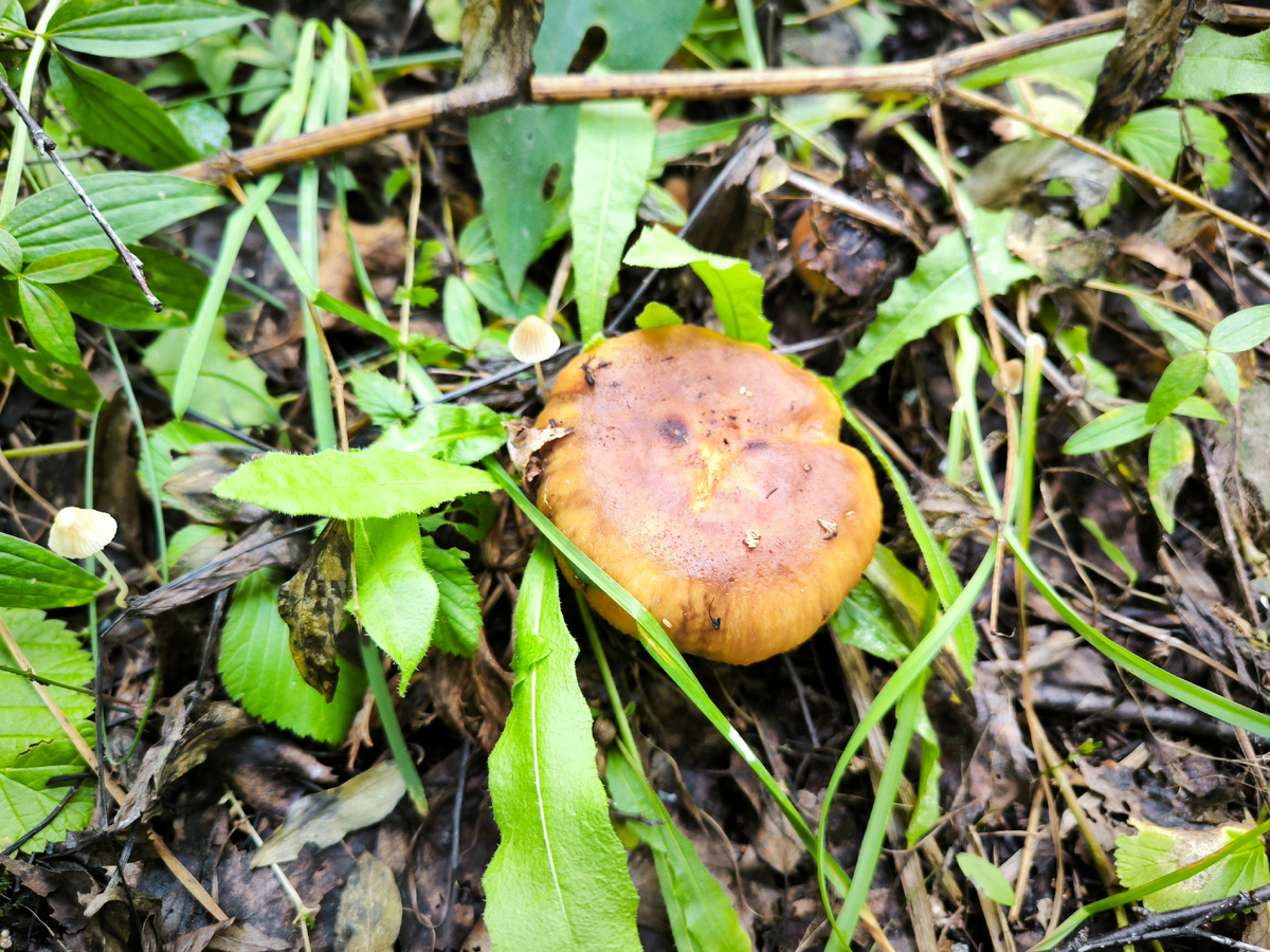 Наш валуй - бычок. Не горек почти