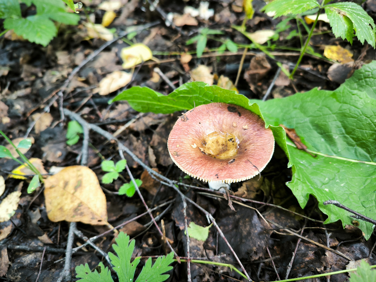 А из сыроежек некоторые были приличными