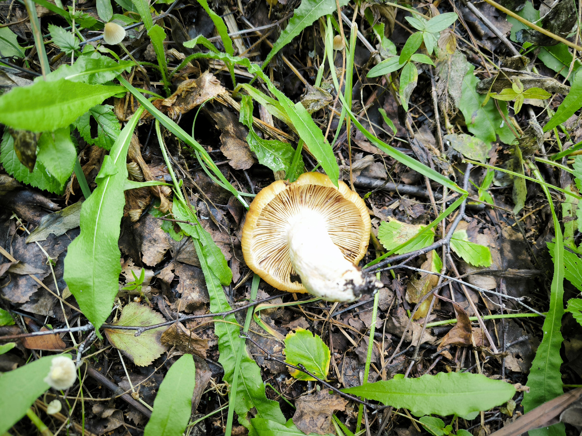 Червив. С этого ничего вырезать не удалось