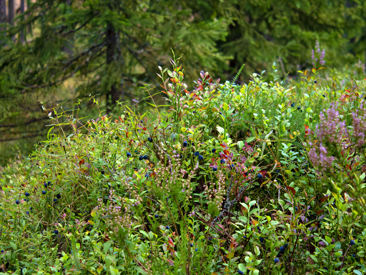 черника в лесу