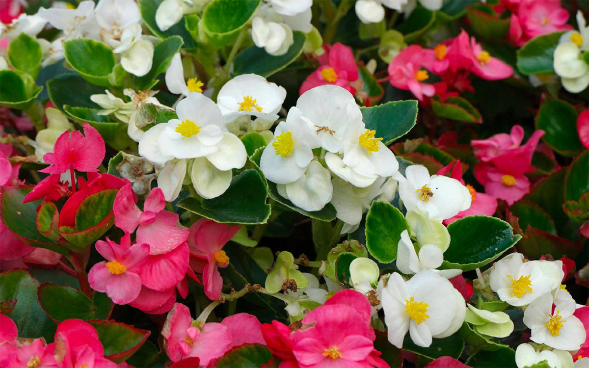 Фото из свободного доступа